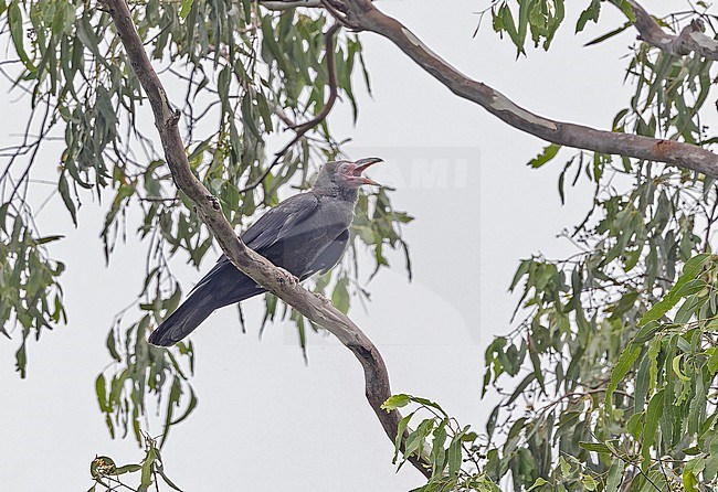 Grey Crow (Corvus tristis) in Papua New Guinea. stock-image by Agami/Pete Morris,