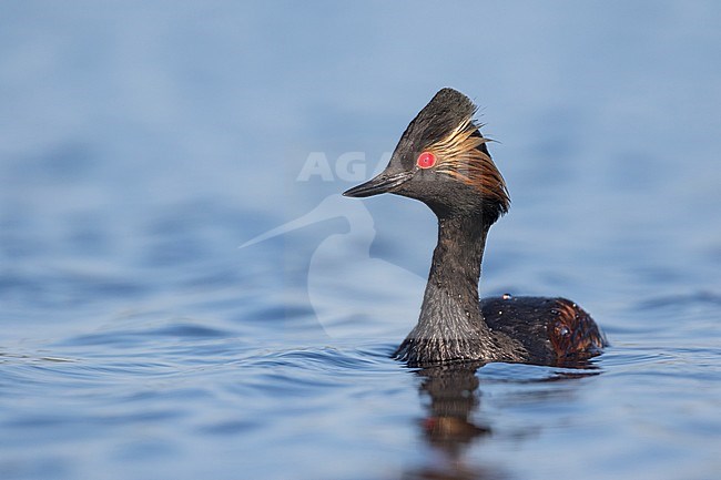 Black-necked Grebe - Schwarzhalstaucher - Podiceps nigricollis ssp. nigricollis, Russia (Tscheljabinsk), adult breeding stock-image by Agami/Ralph Martin,