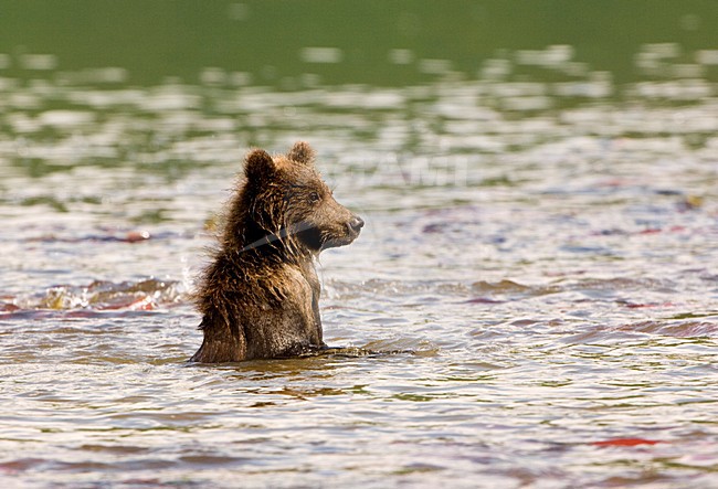 Kamtsjatkabeer vissend, Kamchatka Brown Bear fishing stock-image by Agami/Sergey Gorshkov,