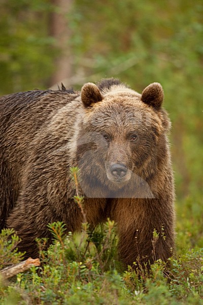 Bruine Beer in bos, Brown Bear in forest stock-image by Agami/Menno van Duijn,