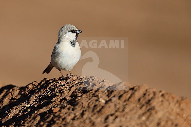 Male Desert Sparrow (Passer simplex) in Sahara desert near Merzouga in Morocco. stock-image by Agami/Chris van Rijswijk,