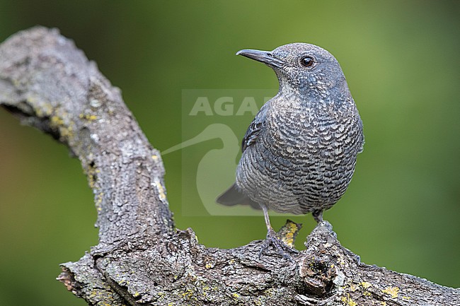 Blue Rock Thrush (Monticola solitarius), immature male perched on branch stock-image by Agami/Saverio Gatto,
