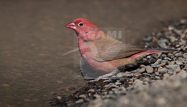 Red-billed firefinch (Lagonosticta senegala) in Africa. Also known Senegal firefinch. stock-image by Agami/Ian Davies,