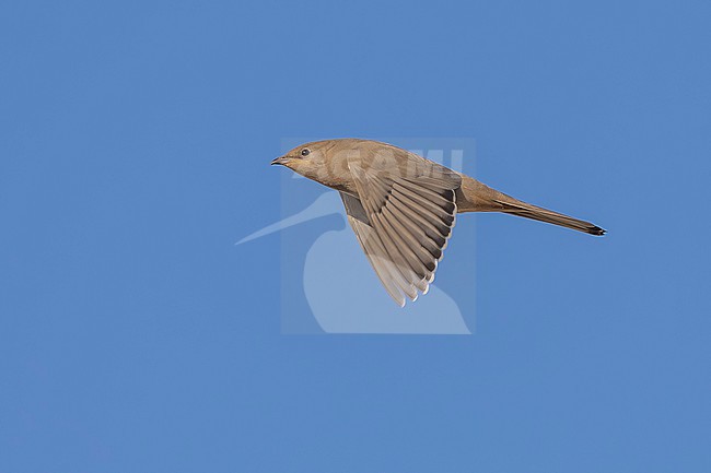 Adult female Grey Hypocolius, (Hypocolius ampelinus) flying over Kuwait City, Kuwait. stock-image by Agami/Vincent Legrand,