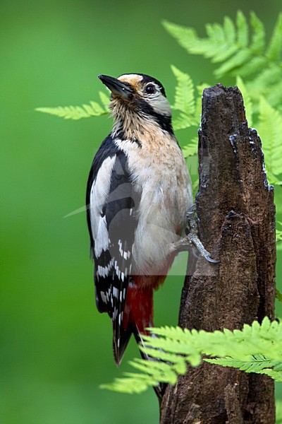 Grote Bonte Specht zittend tegen boom; Great Spotted Woodpecker perched at tree stock-image by Agami/Roy de Haas,