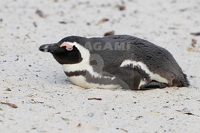African Penguin (Spheniscus demersus), adult lying down on the sand, Western Cape, South Africa stock-image by Agami/Saverio Gatto,