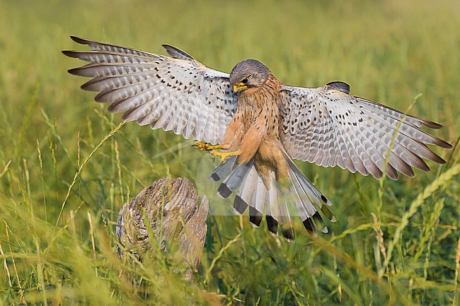 Common Kestrel (Falco tinnunculus) in Italy. Male landing on a wooden pole in a field. stock-image by Agami/Daniele Occhiato,