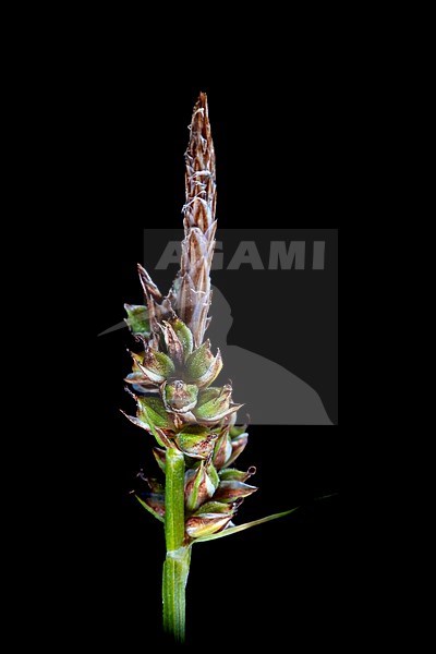 Pill sedge, Carex pilulifera stock-image by Agami/Wil Leurs,