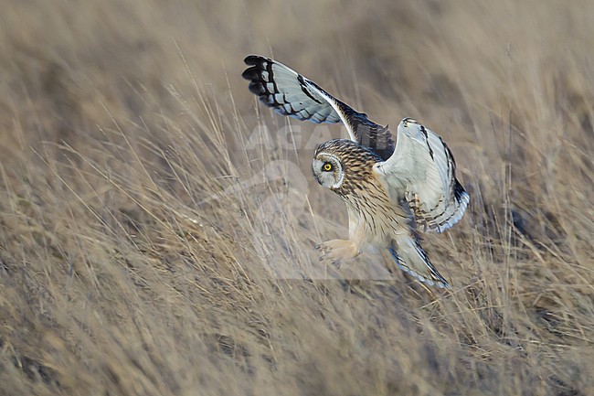 Adult 
Vancouver, B.C., Canada
January 2013 stock-image by Agami/Brian E Small,