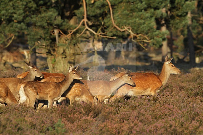 Vrouwtje Edelhert; Female Red Deer stock-image by Agami/Chris van Rijswijk,