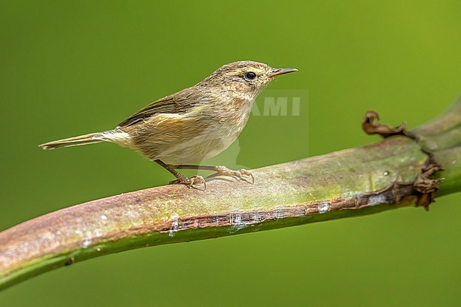 Canary Islands Chiffchaff (Phylloscopus canariensis canariensis) siiting on a plant, Gran Canaria, Canary Islands, Spain. stock-image by Agami/Vincent Legrand,