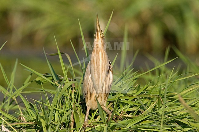 Little Bittern in camouflage posture, Woudaapje in paalhouding stock-image by Agami/Harvey van Diek,