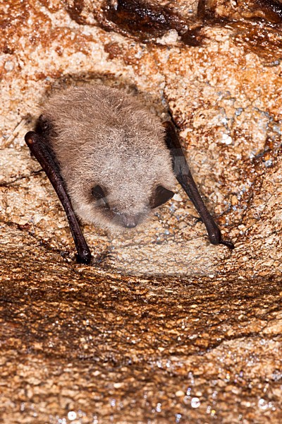 Baardvleermuis; Whiskered Bat stock-image by Agami/Theo Douma,