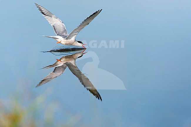 Adult Common Tern (Sterna hirundo) flying over saltpans near Skala Kalloni on the island of Lesvos, Greece. stock-image by Agami/Marc Guyt,