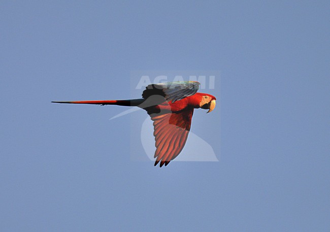  stock-image by Agami/Laurens Steijn,