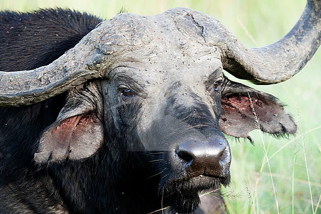 Cape buffalo (Syncerus caffer) portrait stock-image by Agami/Caroline Piek,
