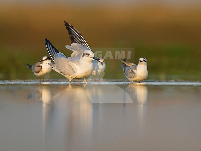 Gull-billed Tern - Lachseeschwalbe - Gelochelidon nilotica, Oman, adult, winter plumage stock-image by Agami/Ralph Martin,