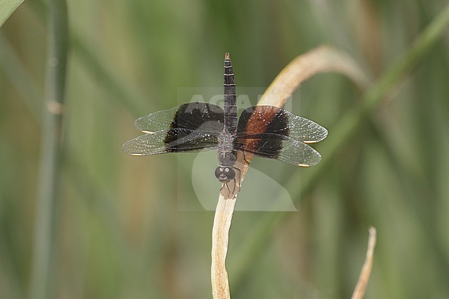 Mannetje Mantelgrondlibel, Male immature female stock-image by Agami/Paul Schrijvershof,