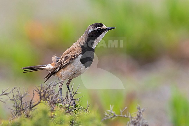 Capped Wheatear (Oenanthe pileata), side view of an adult perched on a bush, Western Cape, South Africa stock-image by Agami/Saverio Gatto,
