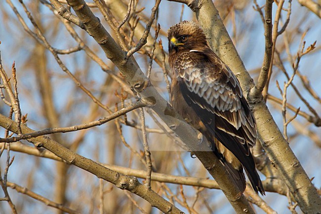 Dwergarend in een boom; Booted Eagle perched in a tree stock-image by Agami/Daniele Occhiato,
