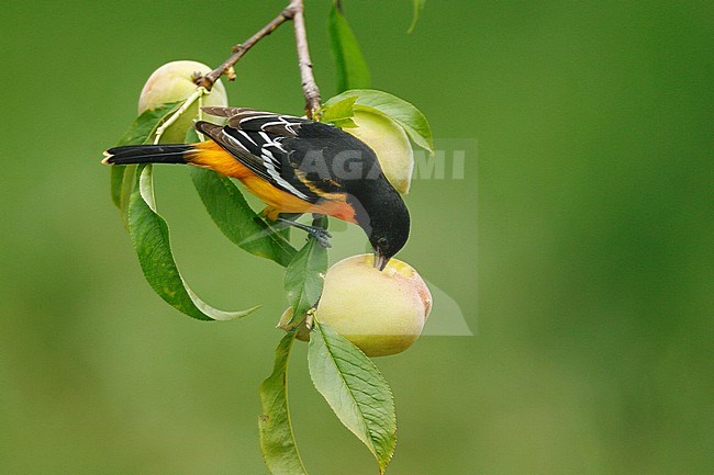 Adult male
Galveston Co., TX
April 2007 stock-image by Agami/Brian E Small,