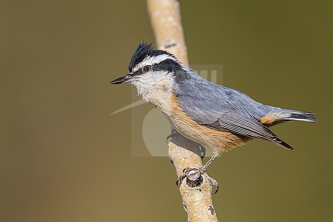 Adult male
Weber Co., UT
June 2013 stock-image by Agami/Brian E Small,
