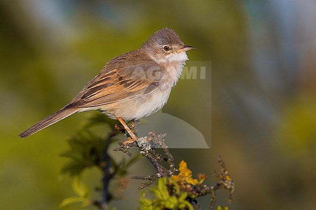 Adult Common Whitethroat, Sylvia communis, perched on a twig in Italy. stock-image by Agami/Daniele Occhiato,