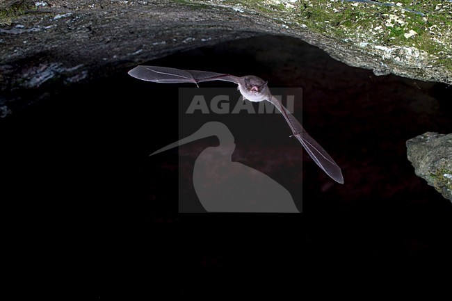 Capaccini's Vleermuis verlaat grot, Long Fingered bat leaving cave stock-image by Agami/Theo Douma,