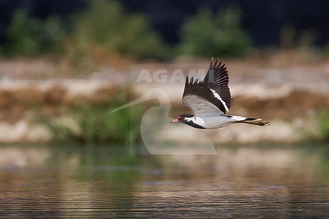 Red-wattled Lapwing - Rotlappenkiebitz - Vanellus indicus ssp. aigneri, Oman, adult stock-image by Agami/Ralph Martin,