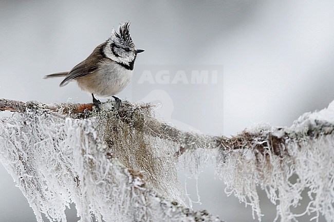 Kuifmees; crested tit; stock-image by Agami/Chris van Rijswijk,