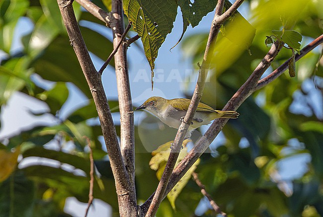 Biak White-eye (Zosterops mysorensis) in West Papua, Indonesia. stock-image by Agami/Pete Morris,
