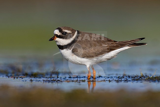Common Ringed Plover (Charadrius hiaticula) in Italy. stock-image by Agami/Daniele Occhiato,