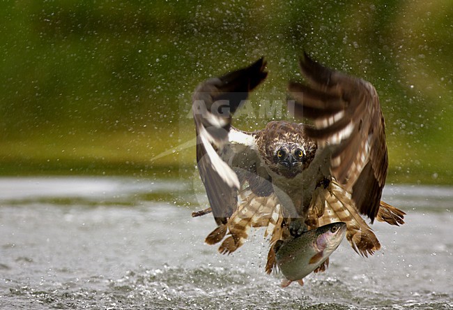 Visarend met vis, Osprey with fish stock-image by Agami/Danny Green,