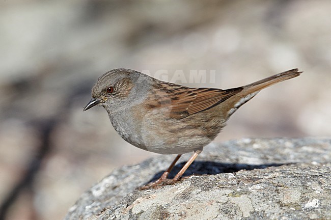 Heggenmus op een rots; Dunnock perched on a rock stock-image by Agami/Markus Varesvuo,