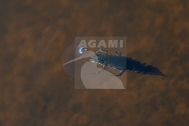 Smooth newt (Lissotriton vulgaris vulgaris), swimming in a small pond in Finnish archipelago stock-image by Agami/Kari Eischer,