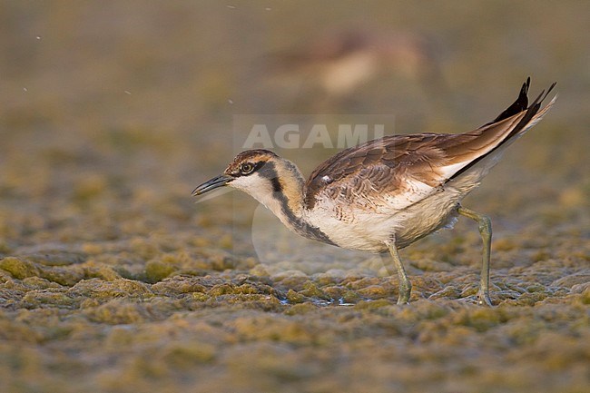 Pheasant-tailed Jacana - Fasanblatthühnchen - Hydrophasianus chirurgus, Oman, nonbreeding stock-image by Agami/Ralph Martin,