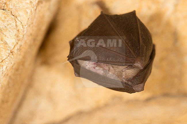 Greater Horseshoe Bat in hibernation stock-image by Agami/Theo Douma,