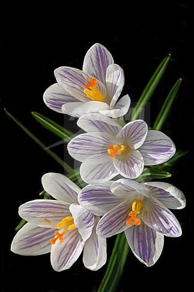 Bloeiende krokussen, Flowering crocus stock-image by Agami/Kristin Wilmers,