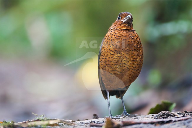 Reuzenmierpitta close-up; Giant Antpitta close up stock-image by Agami/Marc Guyt,