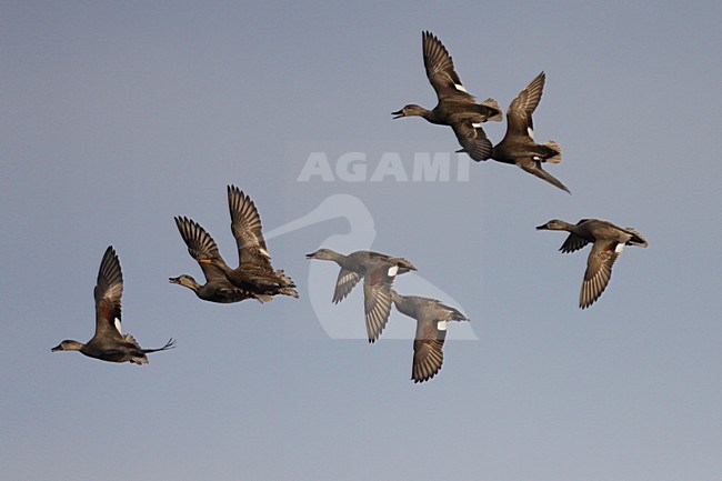 Groep Krakeenden in de vlucht; Flock of Gadwall in flight stock-image by Agami/Chris van Rijswijk,