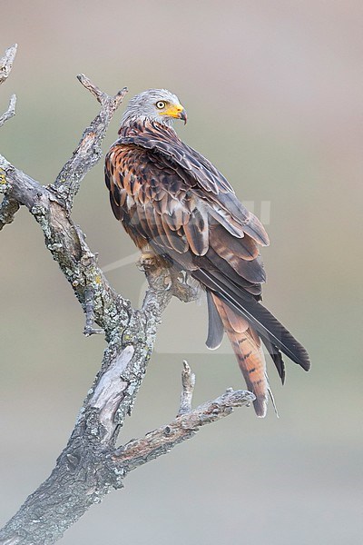 Red Kite perched stock-image by Agami/Saverio Gatto,