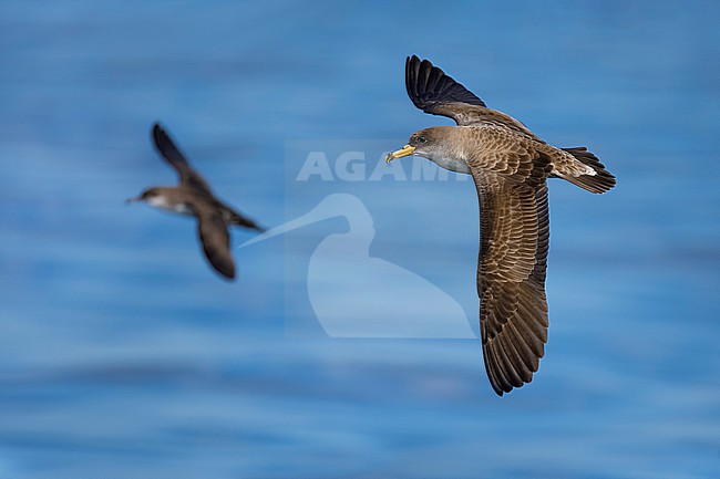 Scopoli's Shearwater, Calonectris diomedea, in Italy. stock-image by Agami/Daniele Occhiato,