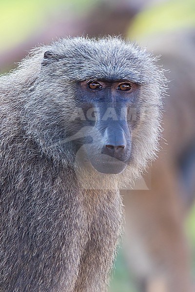 Olive Baboon (Papio anubis) close-up in a rainforest in Ghana. stock-image by Agami/Dubi Shapiro,