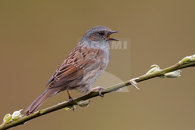 Heggenmus zingend op takje; Dunnock singing on a branch stock-image by Agami/Daniele Occhiato,