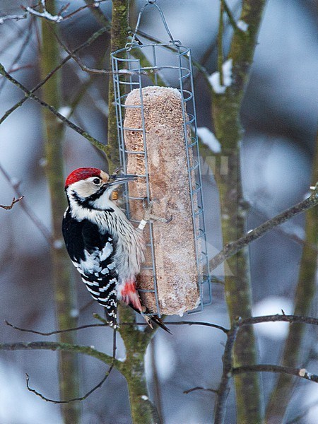 White-backed Woodpecker, Dendrocopos leucotos, wintering in Helsinki, Finland. Feeding from a feeder set up in a local forest. stock-image by Agami/Marc Guyt,