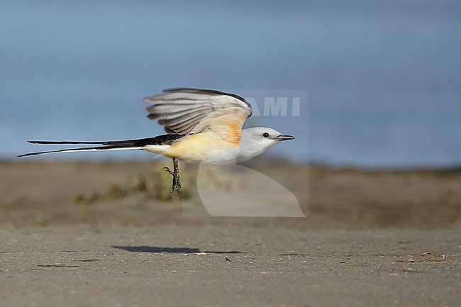 Adult male Scissor-tailed Flycatcher (Tyrannus forficatus) in flight in Texas, United States, during spring migration. stock-image by Agami/Brian E Small,