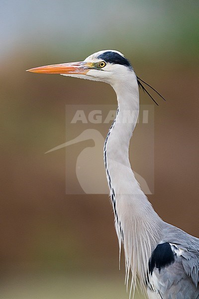 Grey Heron (Ardea cinerea), close-up of an adult in Campania (Italy) stock-image by Agami/Saverio Gatto,