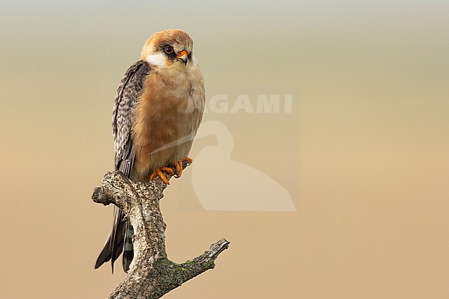 adult female red-footed falcon (Falco vespertinus) perching on a branch, found in Hortobagy National Park stock-image by Agami/Mathias Putze,