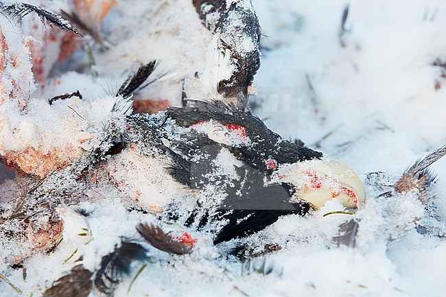 Capercaillie male (Tetrao Urogallus) Salla Finland February 2018 eaten by Golden Eagle (Aquila chrysaetos) stock-image by Agami/Markus Varesvuo,