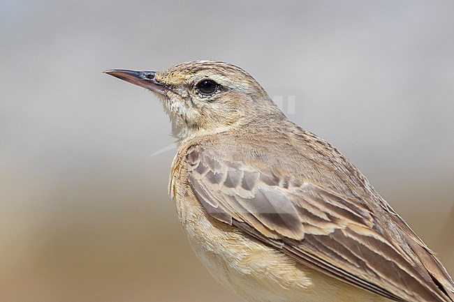 Tawny Pipit (Anthus campestris), close-up of an adult, Abruzzo, Italy stock-image by Agami/Saverio Gatto,